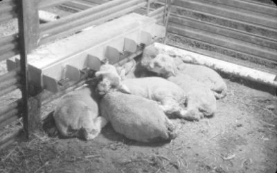 Figure. Orphan lambs can be raised successfully on commercial milk replacer with a dispensing system that provides cold milk, free choice.